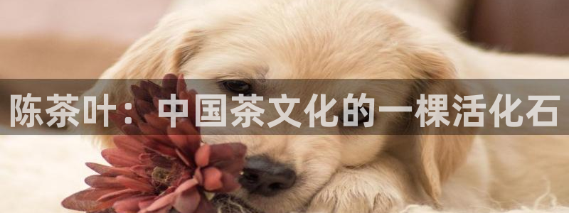 龙八国际网易云音乐