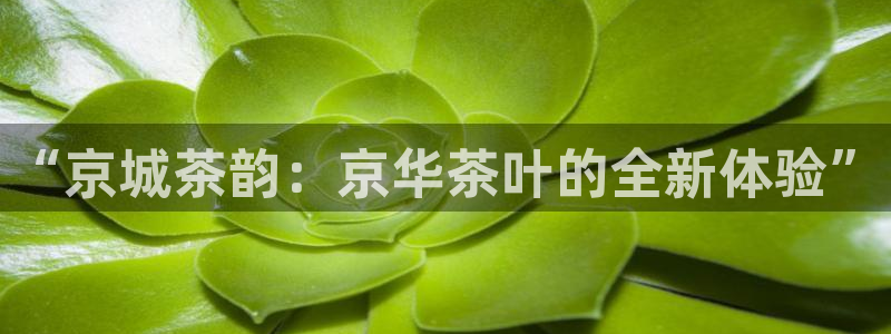 不会玩龙八国际