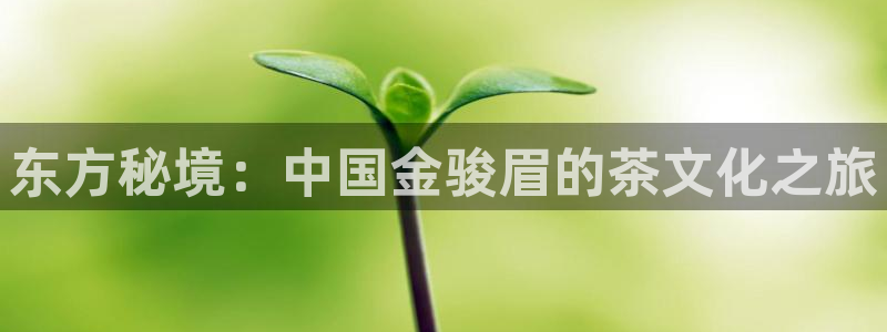 龙八国际手机版下载