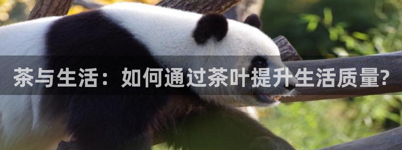 龙八国际在哪里啊