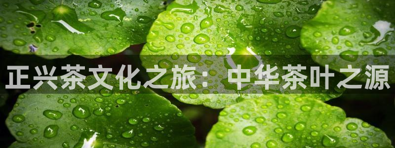龙八国际苹果版