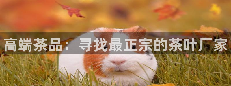 龙八国际网易云音乐