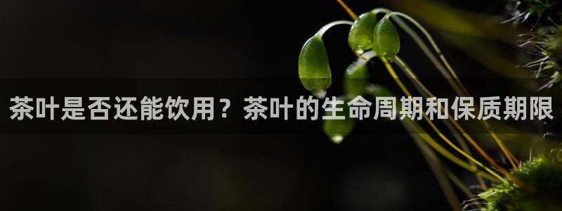 龙八国际代理app