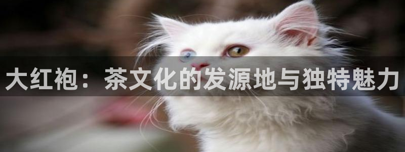 龙八国际版游戏