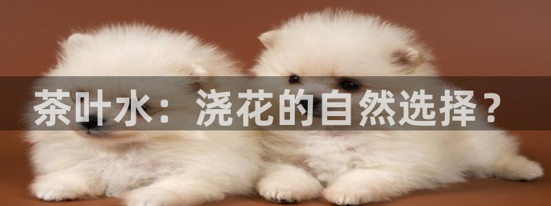 龙八国际官方网