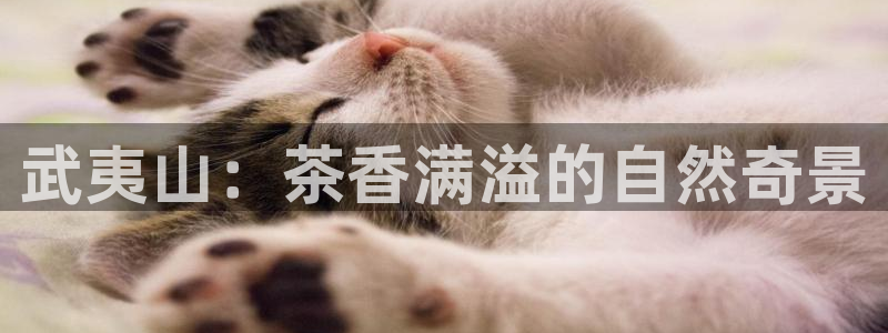 龙八国际棋牌官方网站