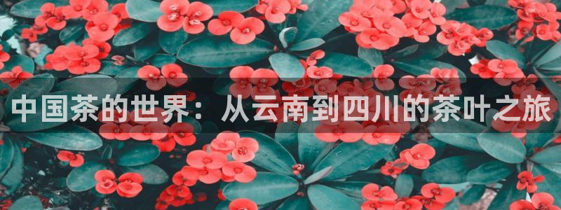 龙八国际手机版登录