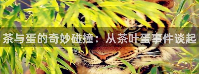 龙八国际是什么软件